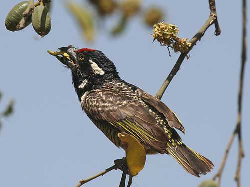 Banded barbet